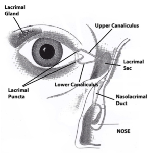 tear duct illustration